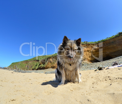 Hund am Strand