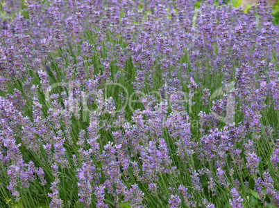 Lavender flowers