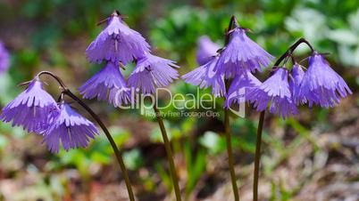 Soldanella alpina