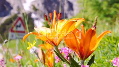 Feuer-Lilie (Lilium bulbiferum)