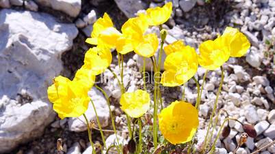 Alpen-Mohn (Papaver alpinum)