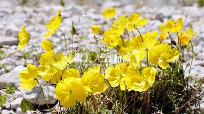 Alpen-Mohn (Papaver alpinum)