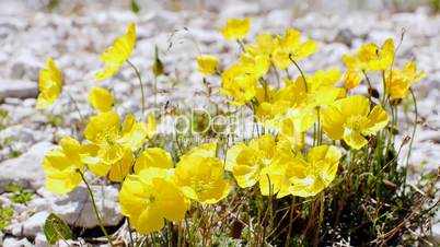 Alpen-Mohn (Papaver alpinum)