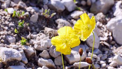 Alpen-Mohn (Papaver alpinum)