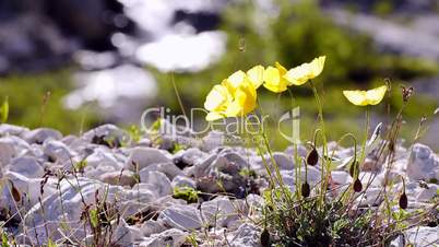 Alpen-Mohn (Papaver alpinum)