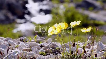 Alpen-Mohn (Papaver alpinum)