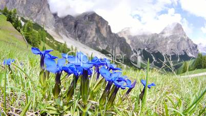 Fruehlings-Enzian (Gentiana verna)