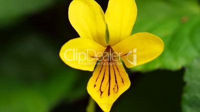 Zweiblütiges Veilchen (Viola biflora)