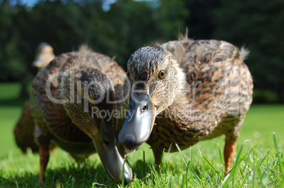 Zwei Enten