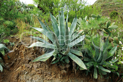 Aloe Vera