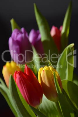 Tulpen