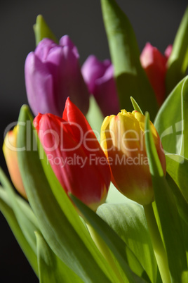 Tulpen