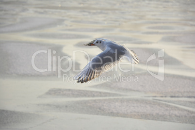 Möwe im FLug