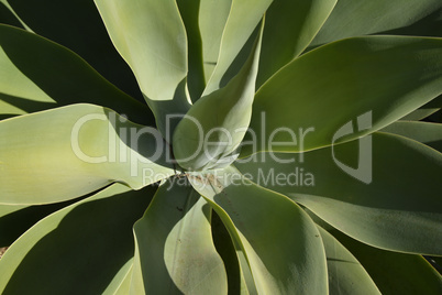 Agave