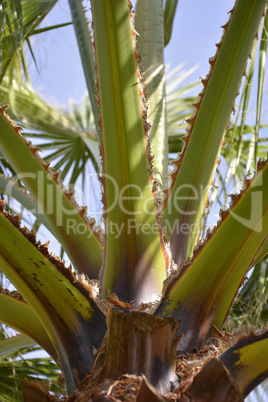 Detail of a palm