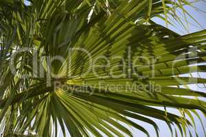 Palme im Sonnenlicht