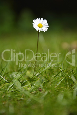 Single White Daisy on green Background