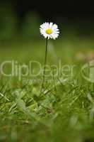 Single White Daisy on green Background