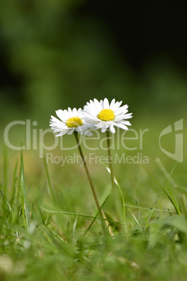 Two white daisies