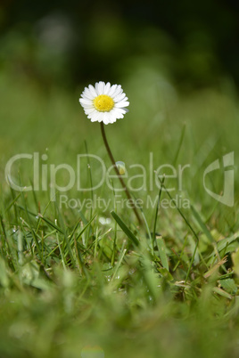 Single White Daisy on green Background