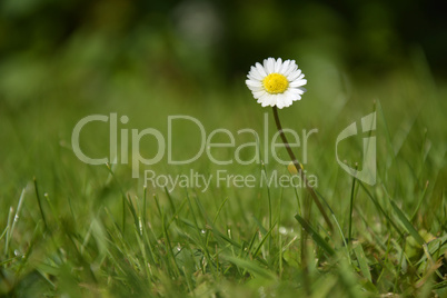 Single White Daisy on green Background