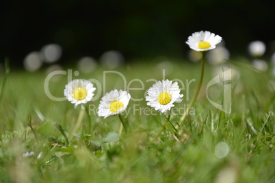 four daisies