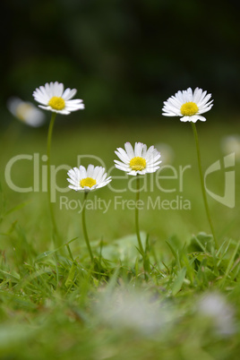 four daisies