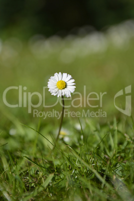 Single White Daisy on green Background