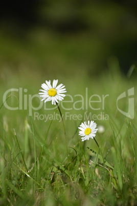 Two white daisies