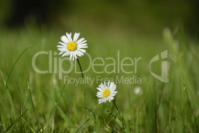 Two white daisies