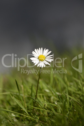 Single White Daisy on green Background