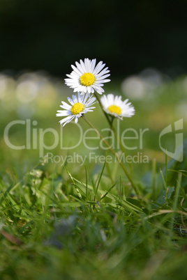 tree white daisies