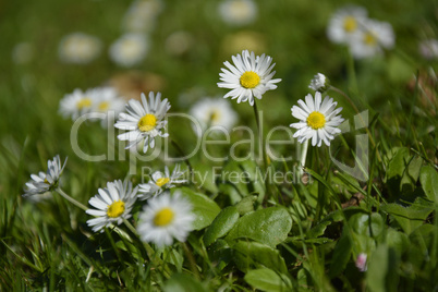 White Daisies on green Background