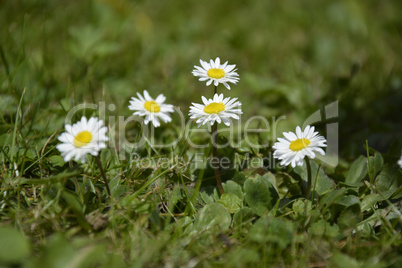 White Daisies on green Background