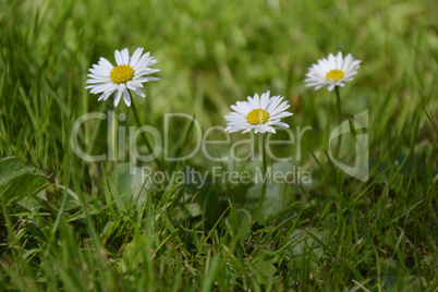 White Daisies on green Background