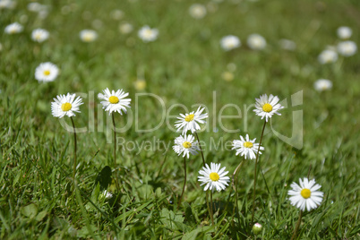 White Daisies on green Background