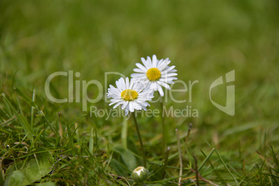 White Daisies on green Background