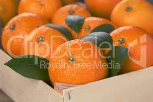 Orangen in Kiste
