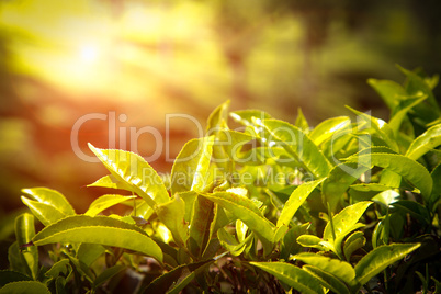 Close up of tea leaves. Tea plantations in India