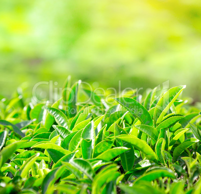Close up of tea leaves. Tea plantations in India