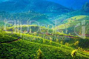 Tea plantations in India