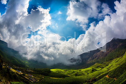 Tea plantations in India