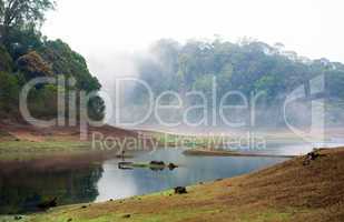 India Kumily, Kerala, India - National park Periyar Wildlife San