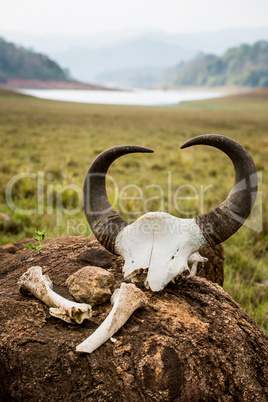 Gaur - Indian bison, skull and bones