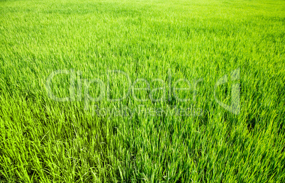 Grass background