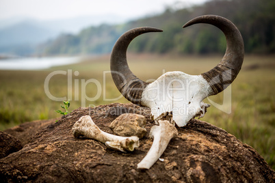 Gaur - Indian bison, skull and bones