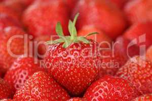 Frische Erdbeeren