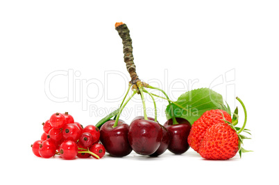 fruits