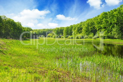 lake in the forest