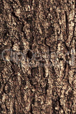 Pine bark texture pattern